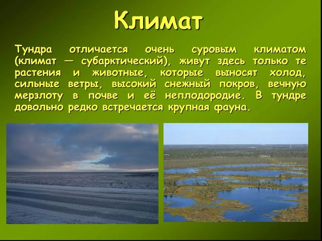 Тундра отличается. Климат тундры. климат тундры презентация. презентация на тему тундра. призитанция на тема тундра.