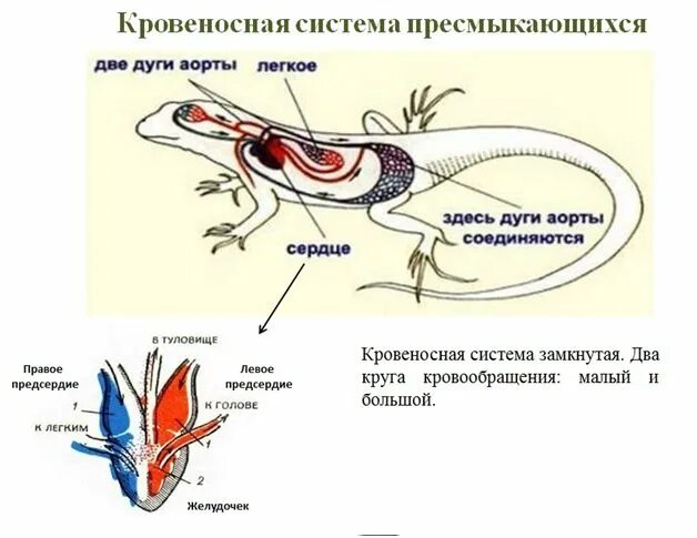 Сравните строение дыхательной системы рептилий и амфибий. Пресмыкающиеся строение дыхательной системы. легкие рептилий строение. система дыхания рептилий. дыхательная система пресмыкающиеся рептилии.