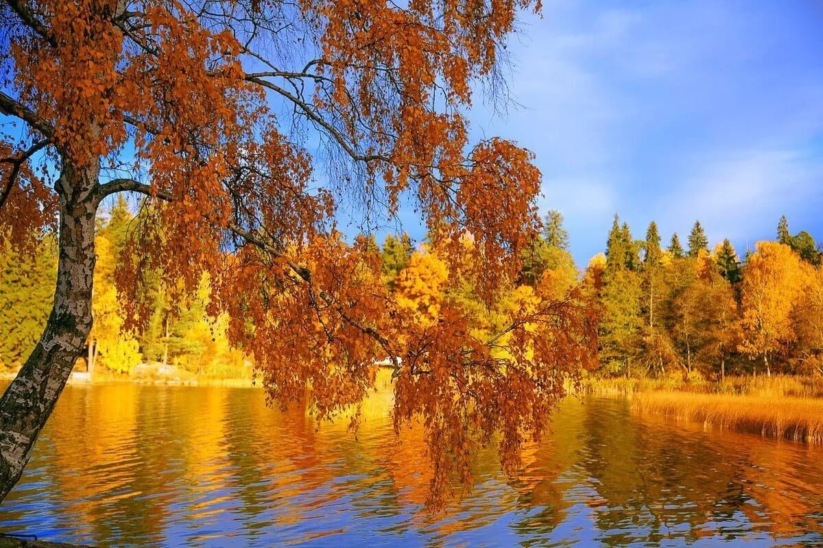 Золотая осень. Осенняя природа. Красивая осень. Природа осень. Сайт золотой осени