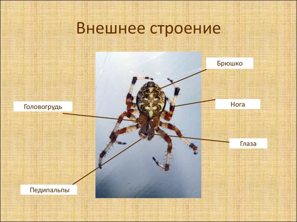 Из чего состоят конечности паукообразных. Строение паука головогрудь брюшко. внешнее строение паукообразных. внешнее строение паука. строение паука.
