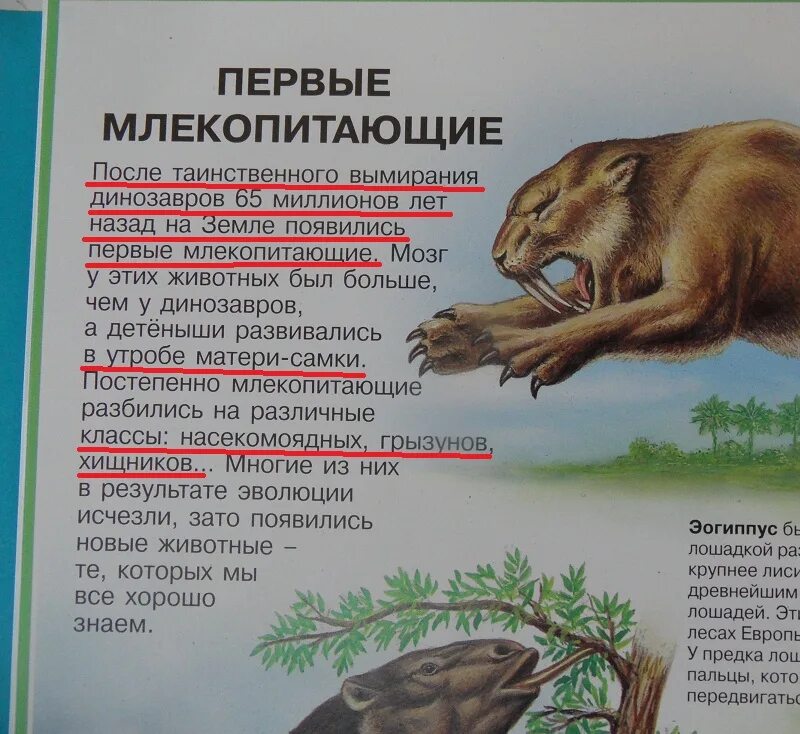 Каинизм можно встретить у млекопитающих. Каинизм можно встретить у млекопитающих