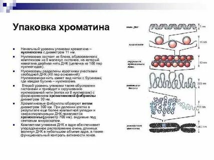 Упаковка хроматина