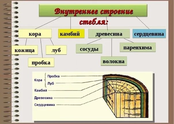 Рассмотри рисунок дополни текст. Строение коры дерева Луб функции. Луб древесина камбий кожица. Структура стебля Луб и древесина.