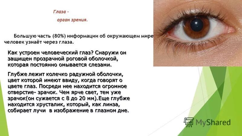 Органы чувств глаза 9 класс. Глаз как орган зрения. Глаз как орган чувств. Глаза орган зрения 3 класс презентация. Орган зрения сообщение по окружающему миру.