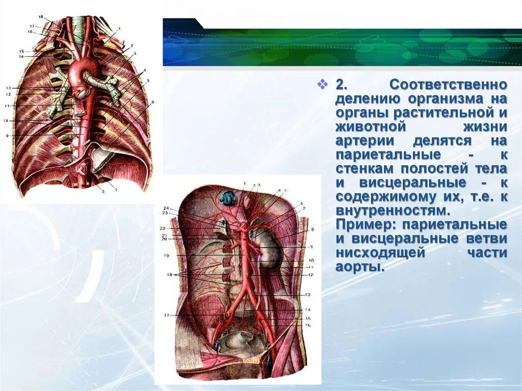 Париетальные артерии. Париетальные и висцеральные вены туловища. По дну чего проложена артерия жизни