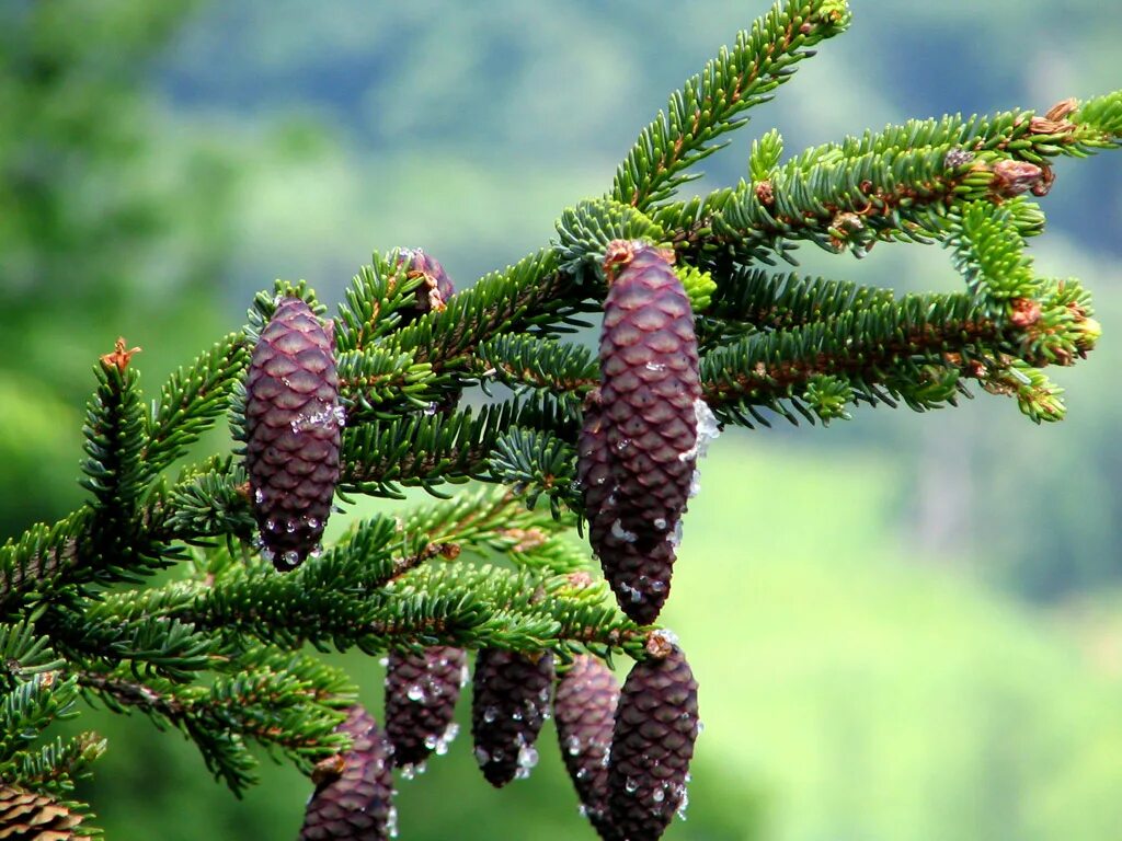 Многообразие ели. Ель Глена (Picea glehnii). Ель Глена Сахалин. Ель Глена - Picea glehnii (fr. Schmidt) Mast.. Ель Глена шишки.