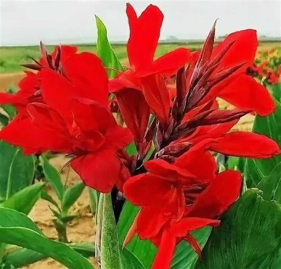 Канна клубни купить в Ярославле Товары для дома и дачи Авито