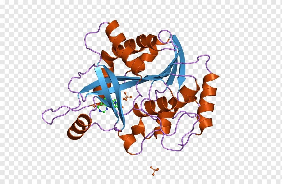 Белки альбумины глобулины. Альфа лактальбумин структура. Лизоцим белок строение. Казеин альбумин глобулин. Лизоцим структура белка.