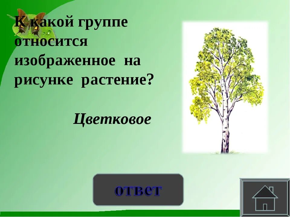 К какой группе относятся изображенные растения. К какому семейству относится изображенное на рисунке растение?. К какому классу относится рисунок. К какой группе относится изображённый на рисунке орган. К какому классу относится ветки.