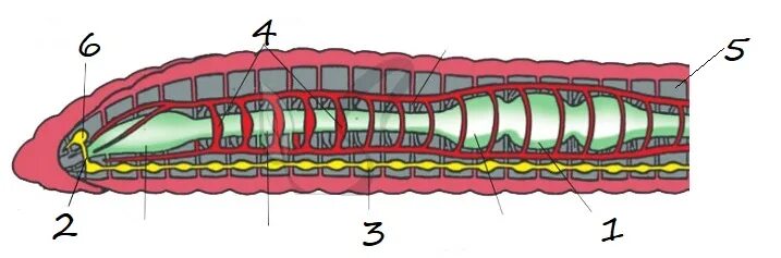 Окологлоточное нервное кольцо у червей. Кольчатые черви метанефридии. Окологлоточное кольцо у кольчатых червей. Окологлоточное нервное кольцо у кольчатых червей. Тест черви егэ