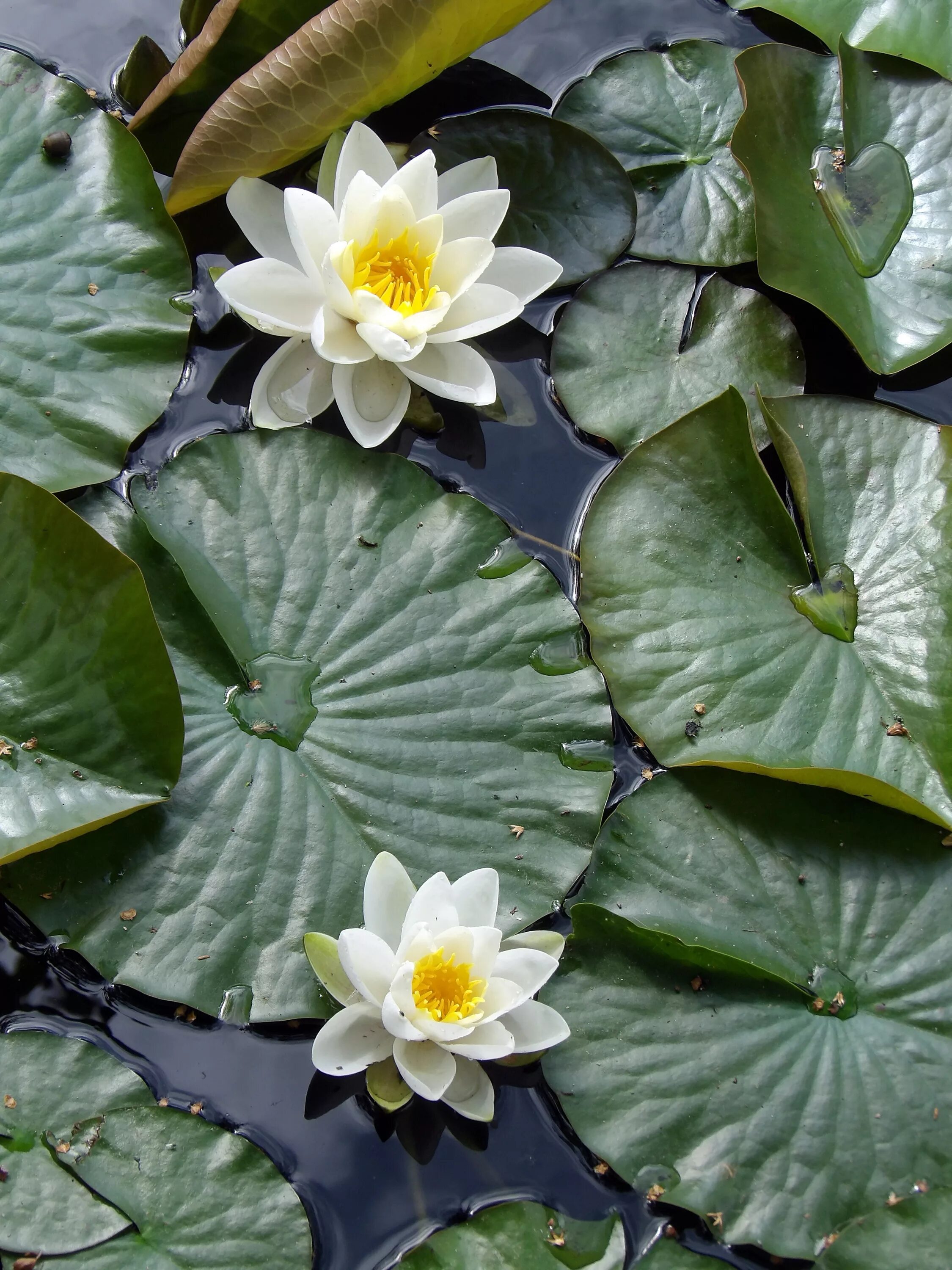 Водяная Лилия/Nymphaea. Кувшинка Лилия Лотос. Нимфея Болотная. Кувшинка нимфея. Растения на воде названия