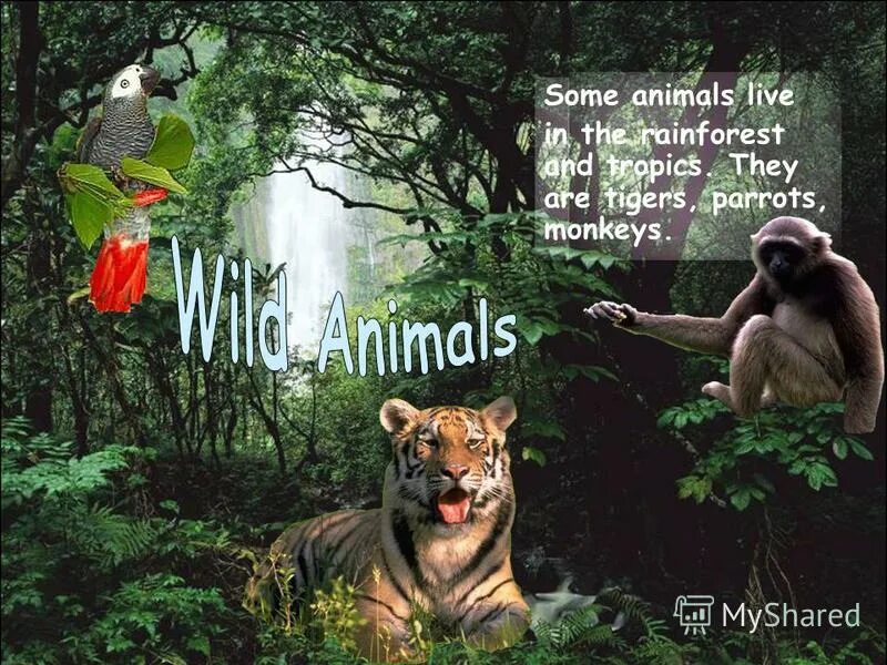 Some animals are. All animals are equal but some animals are more. Some animals are more equal than others. All animals are equal but some animals are more equal than others george orwell. All animals are equal but some animals are more equal.