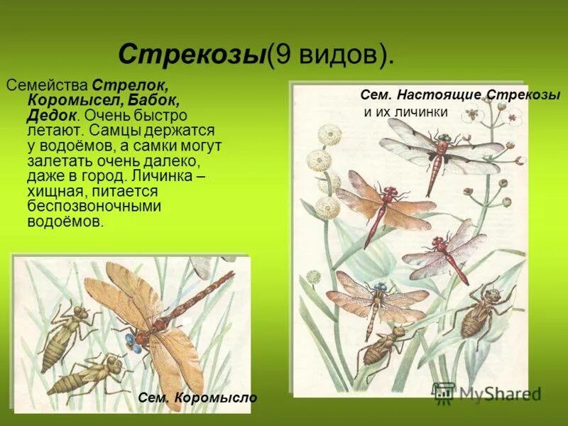 Какой тип развития характерен для стрекозы красотки. Строение Стрекозы. Стрекозы отряд насекомых. Представители стрекоз насекомых. Стрекоза строение тела.