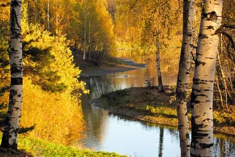 Молчалив и задумчив осенний лес