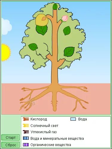 Обмен веществ растений урок. Обмен веществ у растений. Схема обмена веществ у растений. Обмен веществ у растений 6 класс. Обмен веществ у растений рисунок.