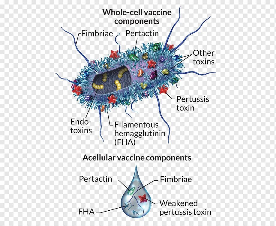 Коклюш бактериальная. Bordetella pertussis строение. Антигены бордетелла пертуссис. Бордетеллы коклюша микроскопия. Возбудитель коклюша Bordetella pertussis.