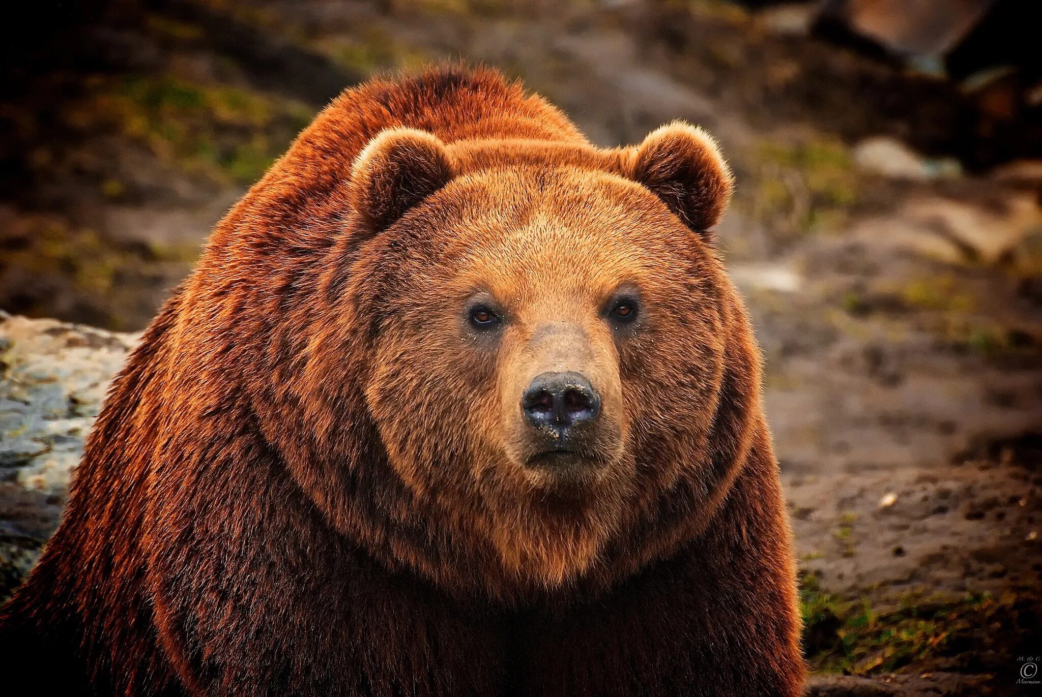 Bear s eye. Северная Америка медведь Гризли. Бурый медведь. Гризли североамериканский бурый медведь. Гризли Grizzly, Гризли, медведь..