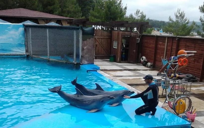 Дельфинарий Пицунда. Дельфинарий в Абхазии. Дельфинарий в ОПК Пицунда. Дельфинарий гагра