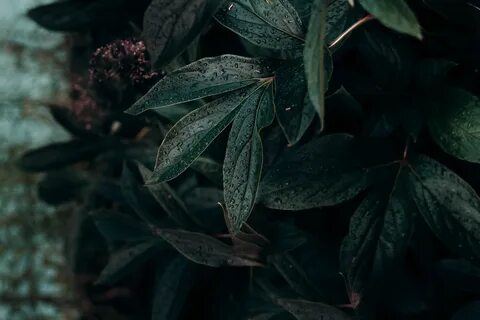 Black plants
