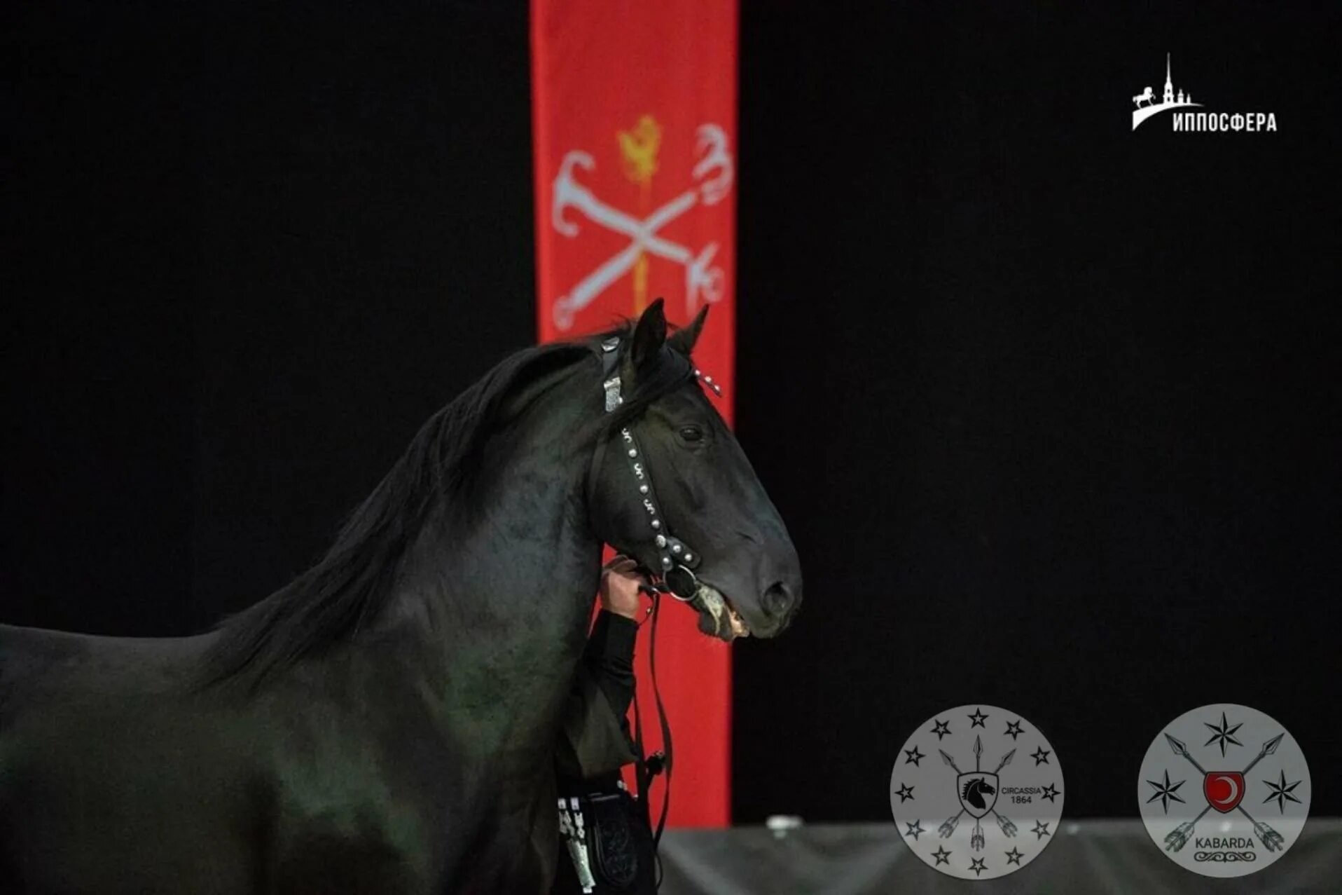 Постановка головы кабардинской лошади. Галл на коне. Проект на тему кабардинские лошади на кабардинском. Черная Арабо Кабардинская лошадь. Лошадь в красивой сбруе.