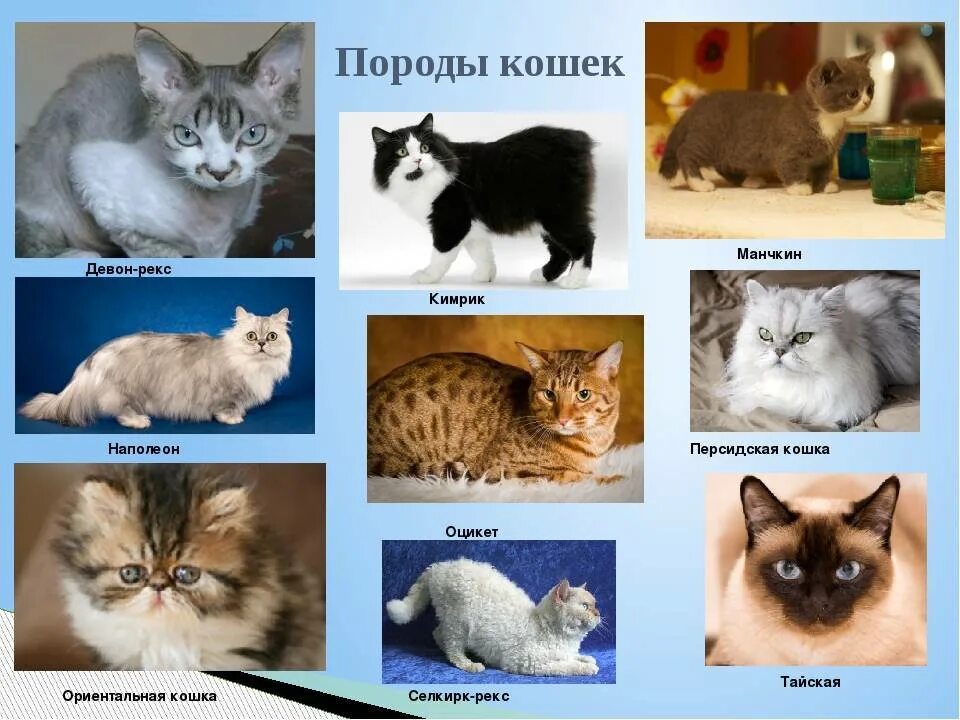 породы кошек Warrior cat, Animals, Animal lover