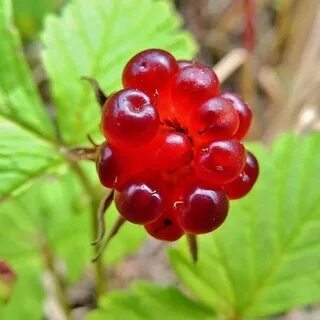 Княженика обыкновенная полезные свойства