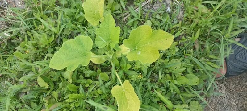 Желтеет лист у кабачка что делать. Листья кабачка. желтые листья у кабачков. пожелтели листья кабачков. пожелтели листья у кабачка.