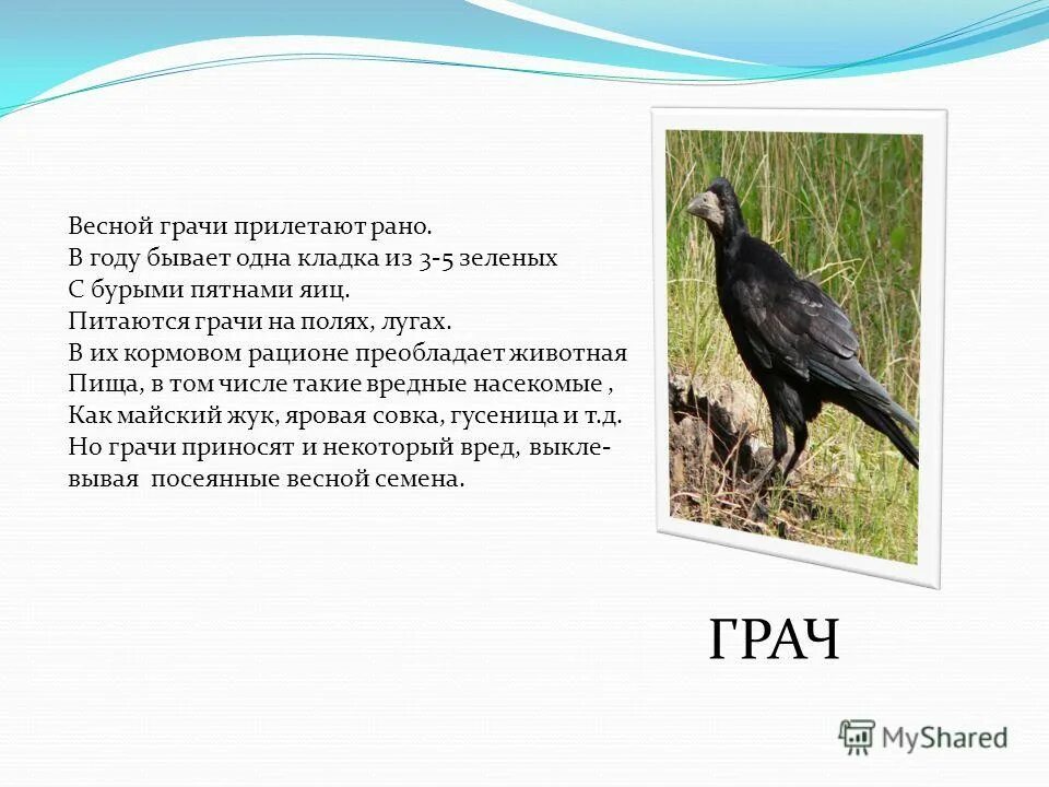 Когда прилетают грачи в москву. Когда прилетают Грачи. Грачи прилетели. Грач презентация. Грач описание.