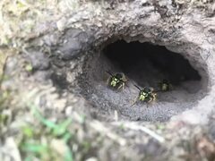 Wasps in Wigan - Standish Property Maintenance & Pest Control