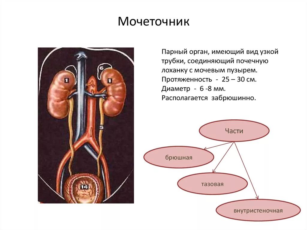 Как проходит мочеточник. Анатомия и физиология мочеточника. Функции мочеточника. Функции мочеточника функции.