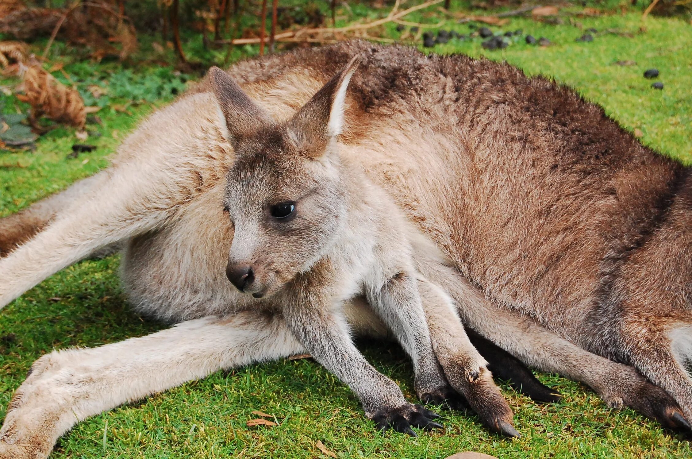 Сумчатые кенгуру. Кенгуру валлаби. Joey Kangaroo. Кенгуру с детенышем.