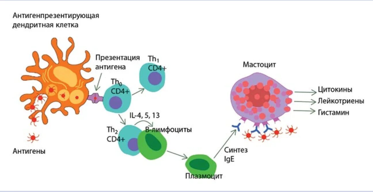 Токсины антигены. Дендритные клетки схема. Лимфоцит строение клетки. Б2 лимфоциты. Клетки иммунной системы схема.