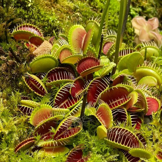 Эко-ферма "аптекарский огород". Аптекарский огород москва китайский новый год. Королевские ботанические сады кью лондон. Сад дождя аптекарского огорода. Аптекарский огород мгу оранжерея.