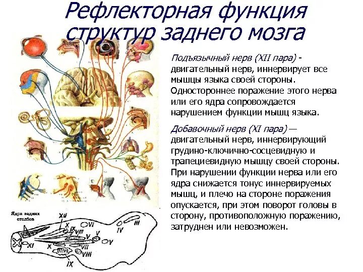 Центры заднего мозга функции рефлексы. Рефлекторная функция заднего мозга. Рефлекторная функция головного мозга. Функции и рефлексы среднего мозга.