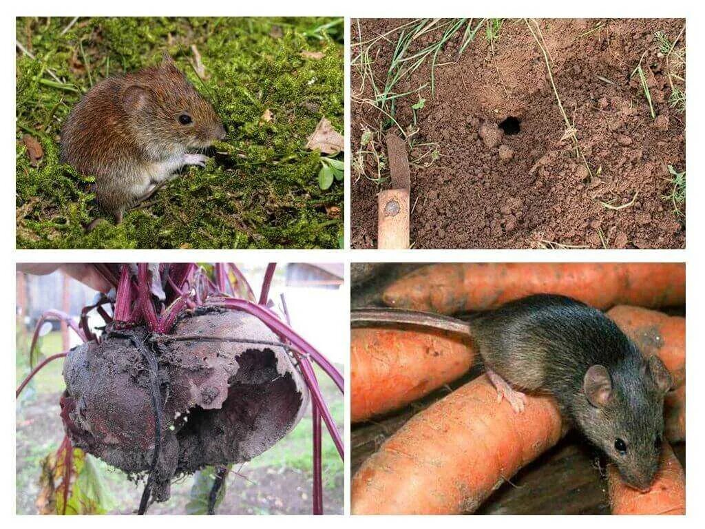 Мыши в огороде. Земляная крыса полевка. Земляная крыса карбыш. Землеройка Земляная крыса.