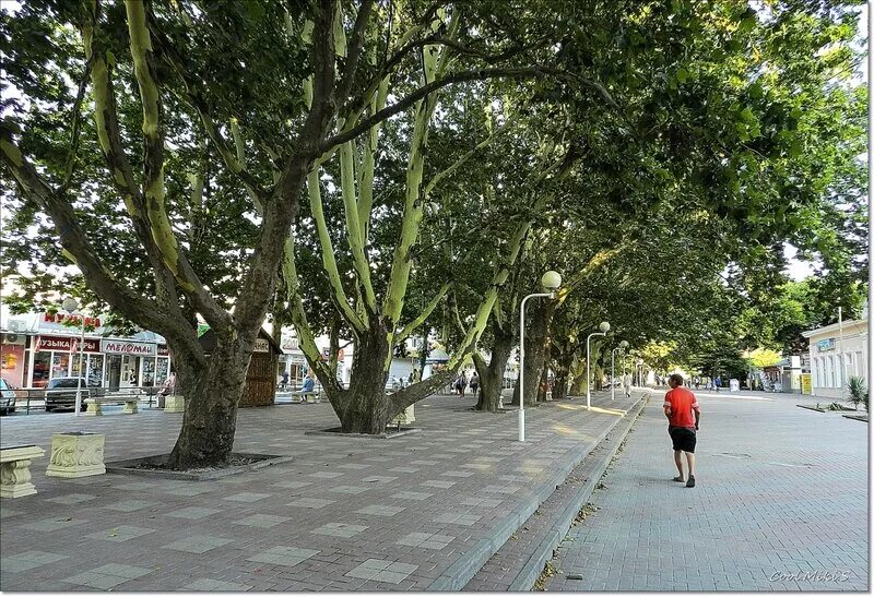 платановая аллея. платан аллея сочи. платан аллея сочи. платановая аллея. платановая аллея города туапсе.