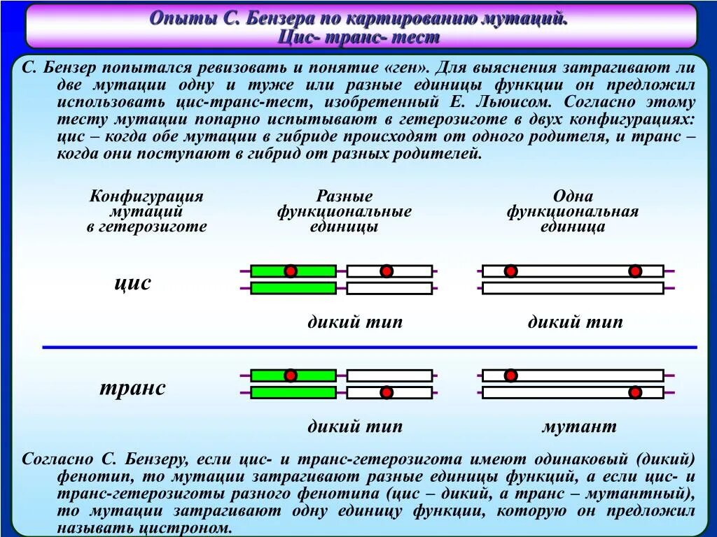 Цис и транс положение генов в группах сцепления. Понятие о цис- и транс- сцеплении генов.. Опыты бензера по картированию мутаций. Цис транс тест. Мутации дикого типа