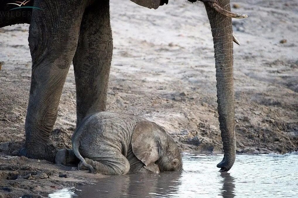 Слон пьющий воду. Слоненок. Слоненок пьет воду. Слон пьет.