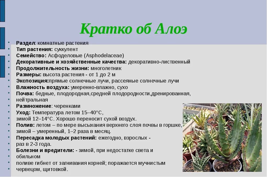 Алой описание