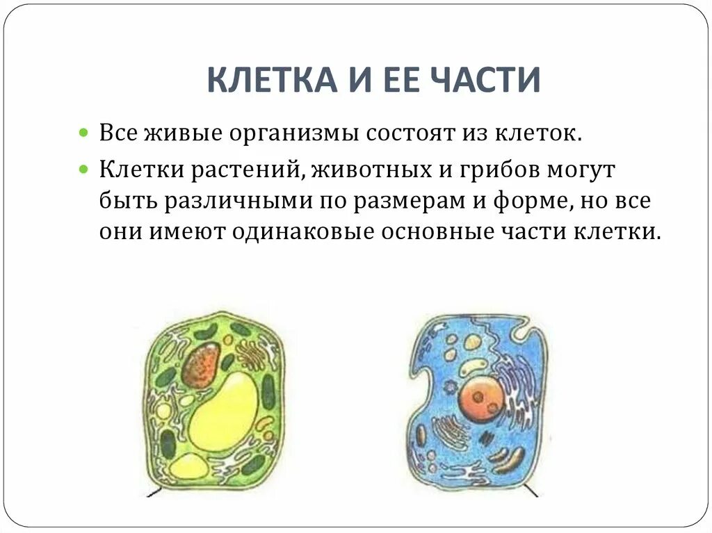 Использование живых клеток. Клетка растения. Растительная клетка. Строение живой клетки. Клетка животного и растения.