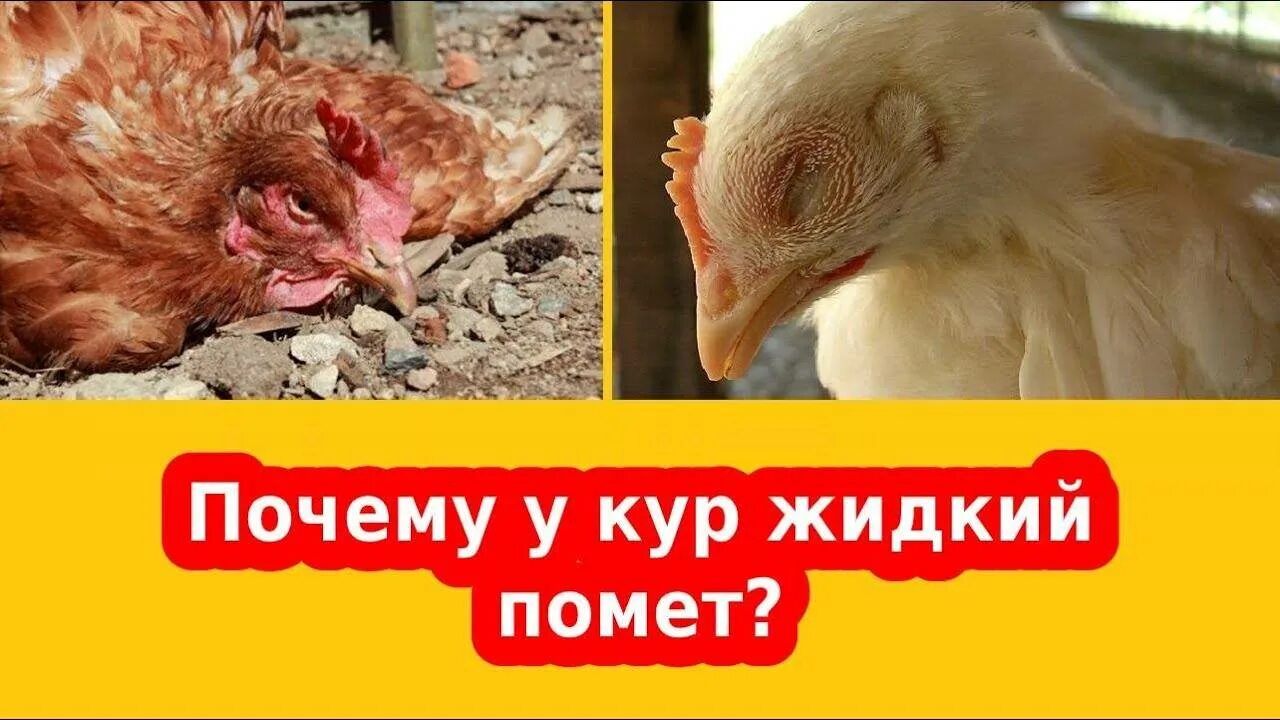 Понос у куриц несушек. У курицы Кровавый Панос. Как лечить понос у кур несушек.