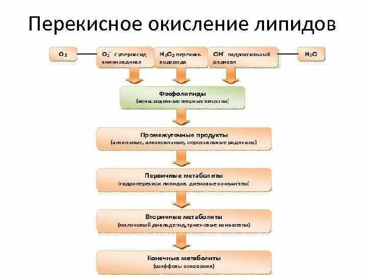 Пол липидов. Функции перекисного окисления липидов. Стадии перекисного окисления липидов биохимия. Схема перекисного окисления липидов биохимия. Перекисное окисление липидов физиология.