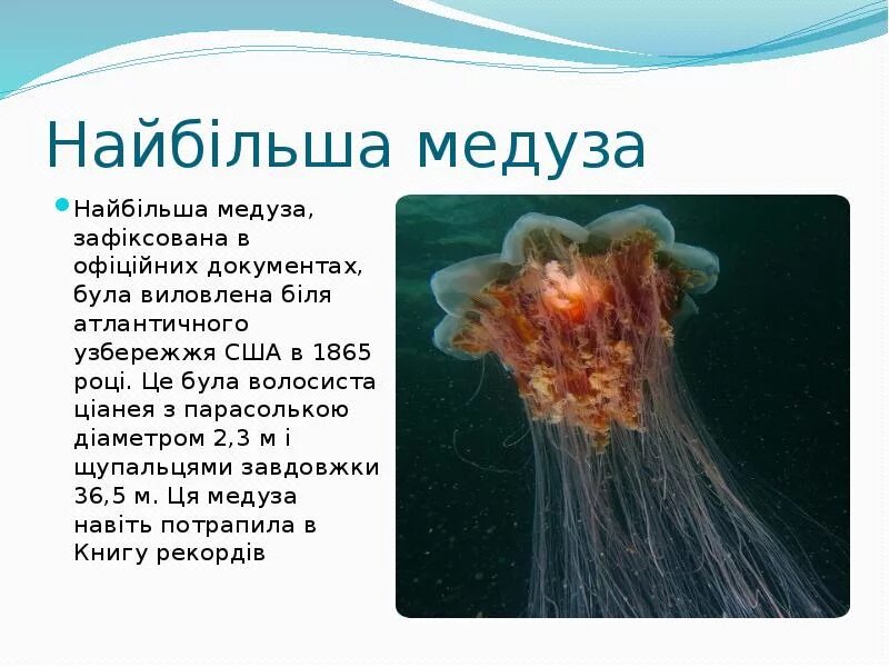 Медуза информация. Доклад о медузах. проект на тему медуза. интересные факты о медузах. медузы информация для детей.