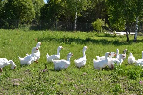 Гуси в городе