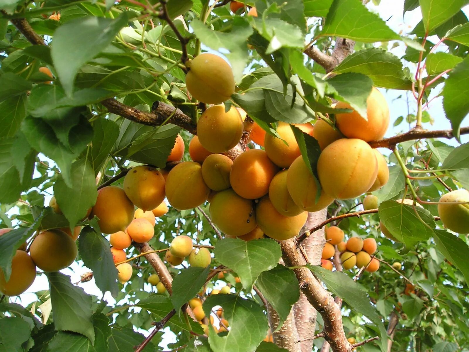 Сколько стоят плодовые деревья. Абрикос сорт Триумф. Сорт абрикоса Манитоба. Абрикос Лель (ранний сорт). Абрикос обыкновенный Лель.