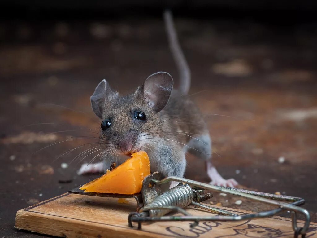 Мышка. Красивая мышь. Мышка Живая. Мышонок.