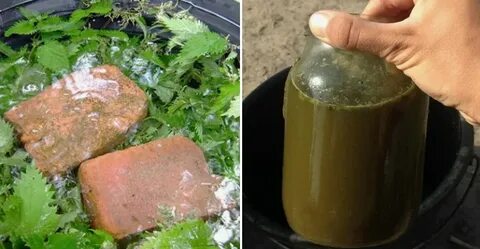 Удобрение из крапивы