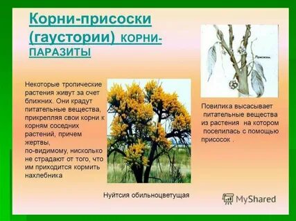 Корни паразиты
