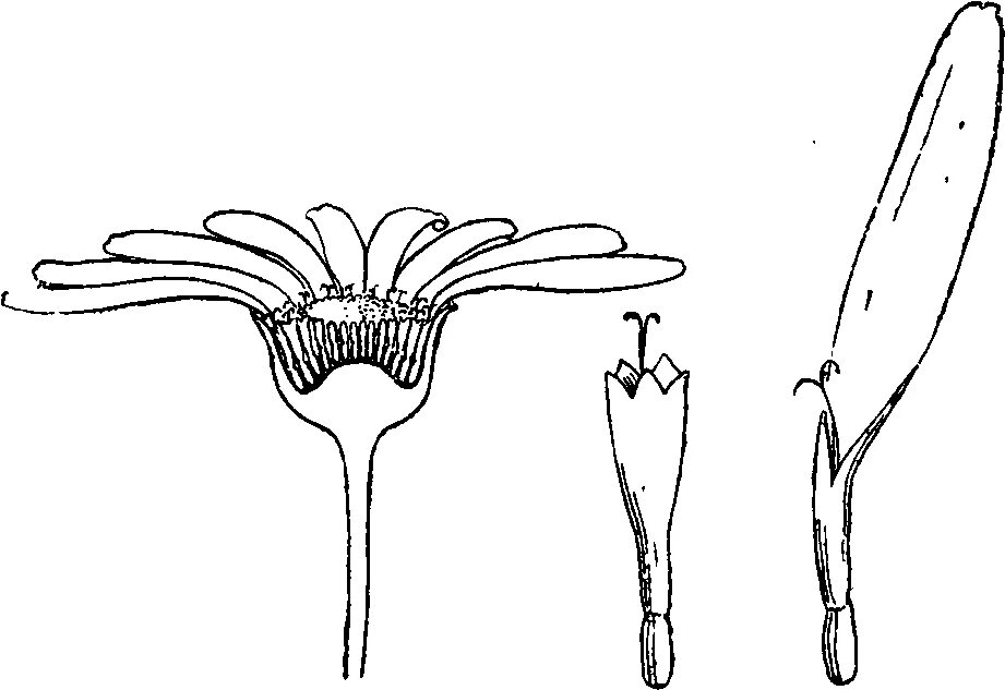Гинецей сложноцветных. Сложноцветные соцветие корзинка. Сложноцветные трубчатые язычковые. Лекарственные сложноцветные растения одуванчика. Формула цветков семейства сложноцветных.