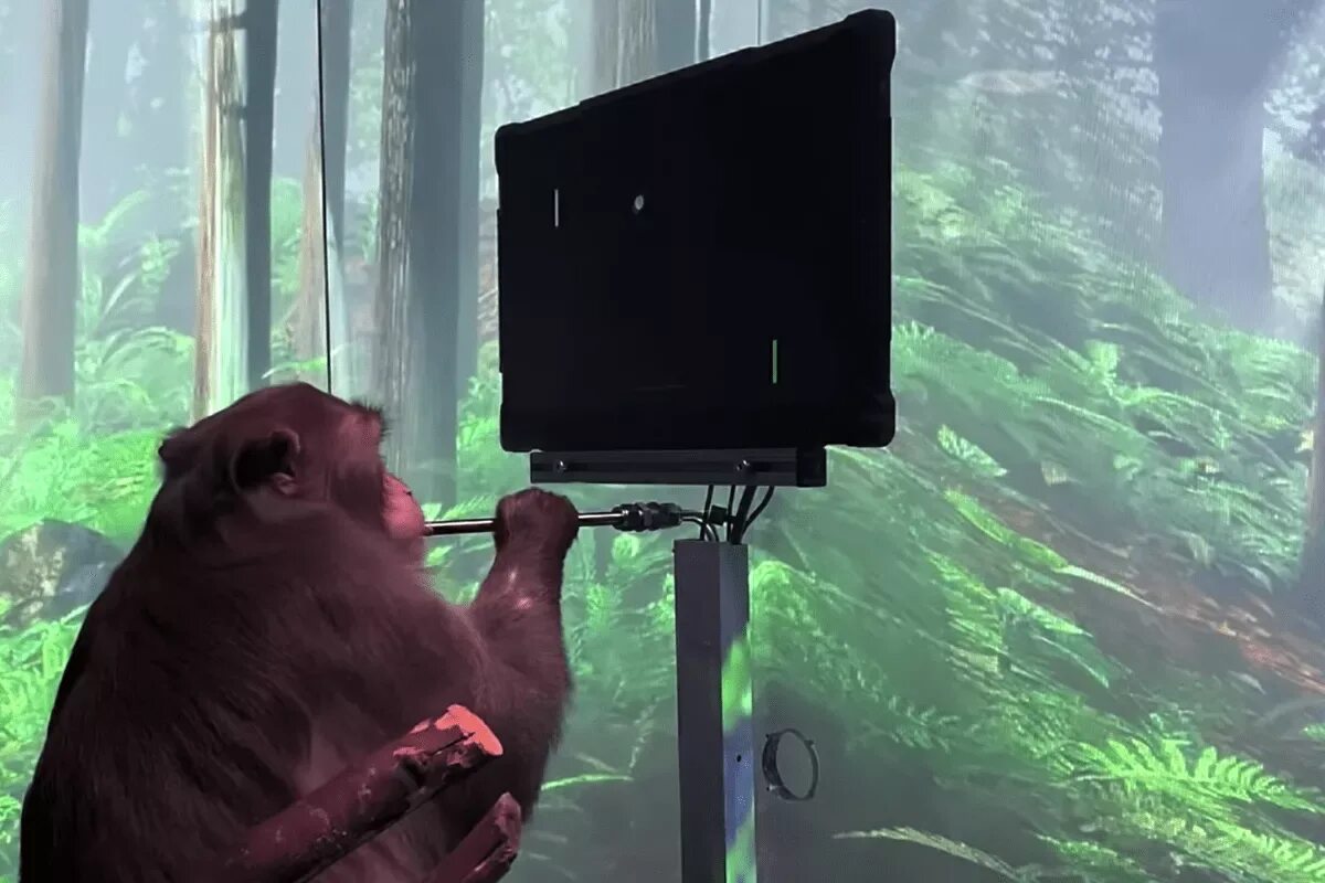 Элон маск 2023. Элон маск 2023. Илон маск внедрил чип. Чип нейролинк илон маск. Elon musk 2022.